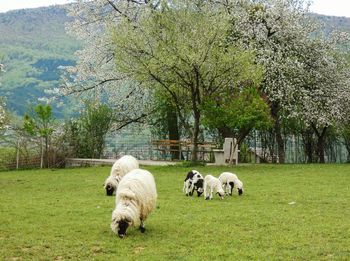 Sheep in a field