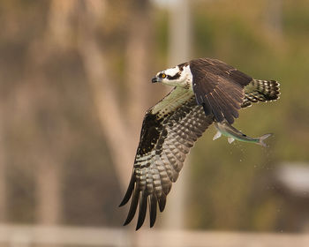 Close-up of bird flying against blurred background