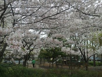 Trees in park