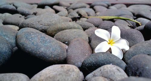 Close-up of white pebbles on rocks