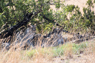 View of plants in forest