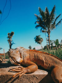 Close-up of a lizard on tree