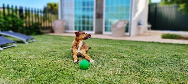 Dog running on field