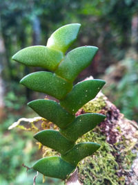Close-up of succulent plant