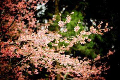 Close-up of pink cherry blossoms in spring