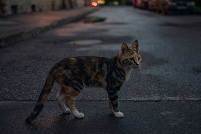 Cat standing on street