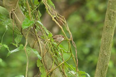 Bird perching on a tree