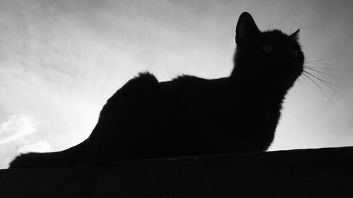 Close-up of silhouette cat against sky