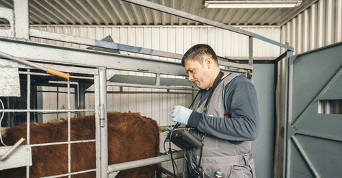 Veterinarian skillfully gives injection to cow, stimulating it before artificial insemination of cow