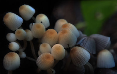 Close-up of mushrooms