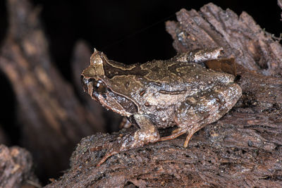 Close-up of frog on rock