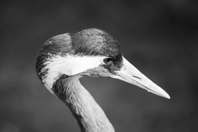 Close-up of bird