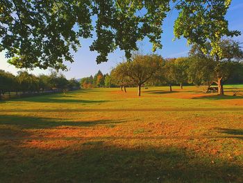 Scenic view of trees on field against sky