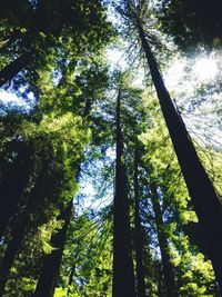 Low angle view of tree