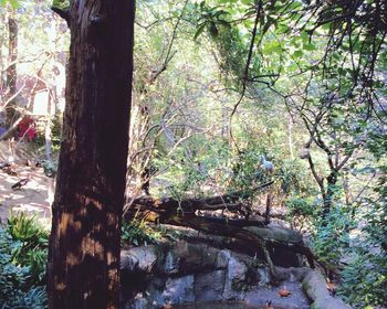 Trees in forest