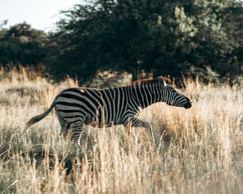 A zebra makes a break for it through the south african plains