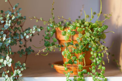 Closeup of peperomia prostrata in terracotta pot and pilea libanensis trailing houseplant at home