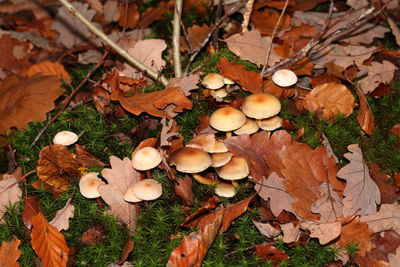 Close-up of leaves on field