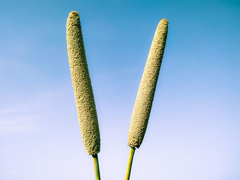 Close-up of plant against blue sky