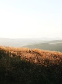 Scenic view of field against clear sky