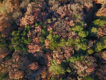 Full frame shot of leaves