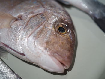 Close-up of fish