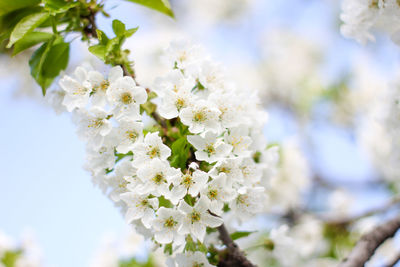 Close-up of white cherry blossom