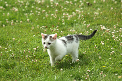 Portrait of a cat on field