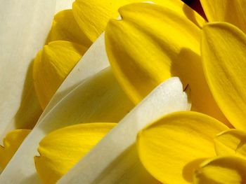 Close-up of yellow flowering plant