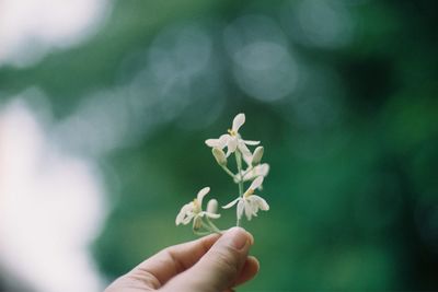 Close-up of hand holding small plant