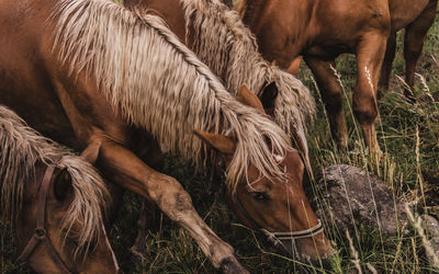 Horse grazing in a field