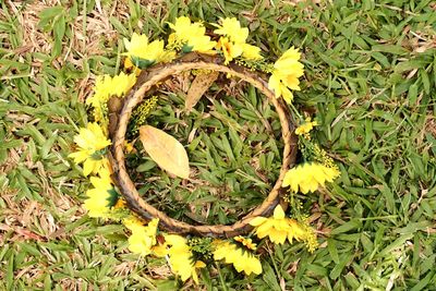 High angle view of yellow flowering plant on land