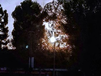 Low angle view of silhouette trees against sky at night