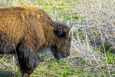View of an animal on field