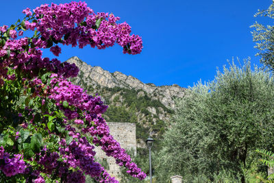 Pink flowering plants against blue sky
