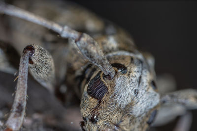 Close-up of spider