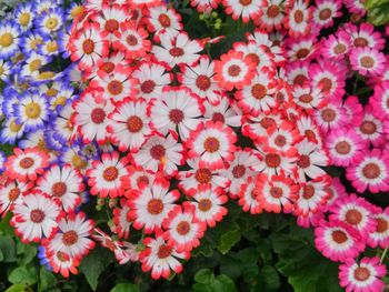 Flowers blooming outdoors