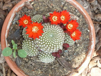 Directly above shot of red flowers