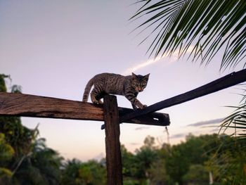 Low angle view of cat on tree against sky