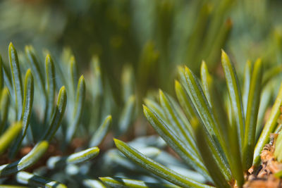 Close-up of fresh green plant