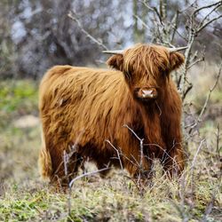 Cow standing on field