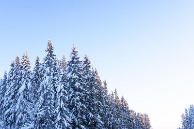 Low angle view of pine tree against clear sky during winter