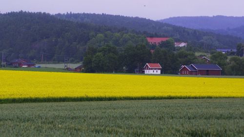 View of trees on landscape