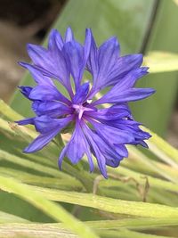 Close-up of purple iris flower