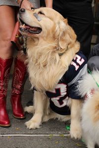 Midsection of woman with dog