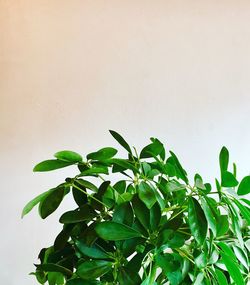 Close-up of potted plant against white wall