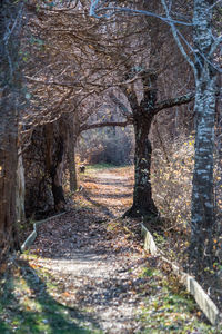 Footpath passing through forest