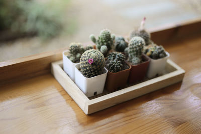 High angle view of cactus on table by window