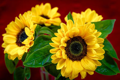 Close-up of sunflower