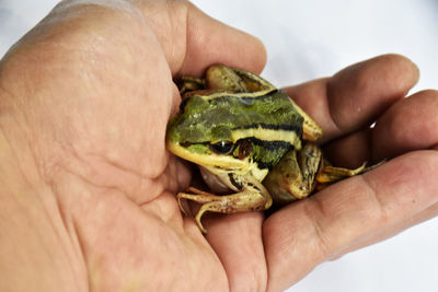 Green-yellow frog in a gentle hand